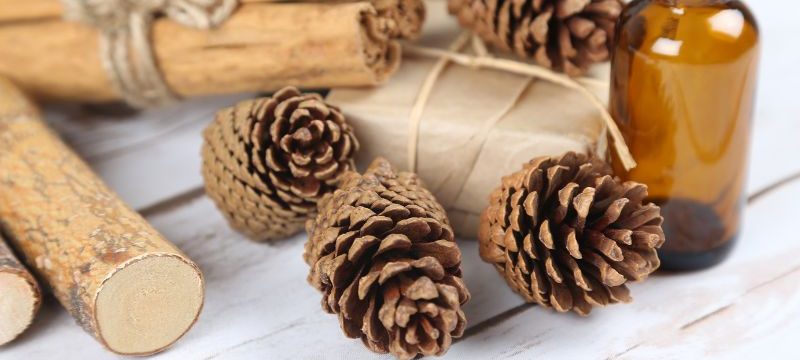 cinnamon-oil-unveiled-aromatic-treasure-and-its-many-uses-1